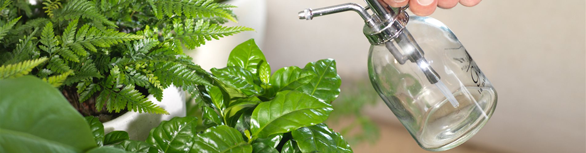 zimmerpflanzen bewässerung zimmerpflanzen bewässerung