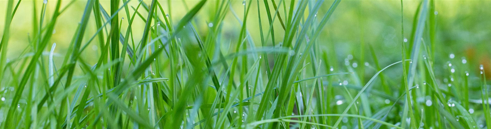 Gras mit Tau Gras mit Tau