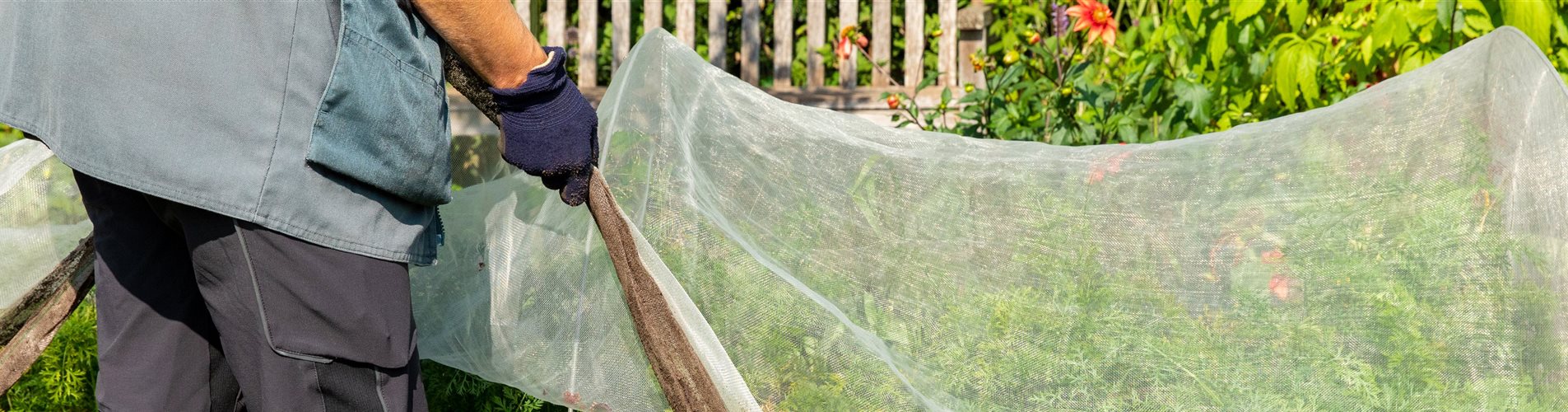 Gemüseernte - Pflanzenschutztunnel öffnen Gemüseernte - Pflanzenschutztunnel öffnen