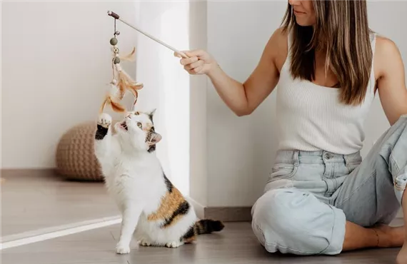 Katze spielt mit einem Katzenspielzeug