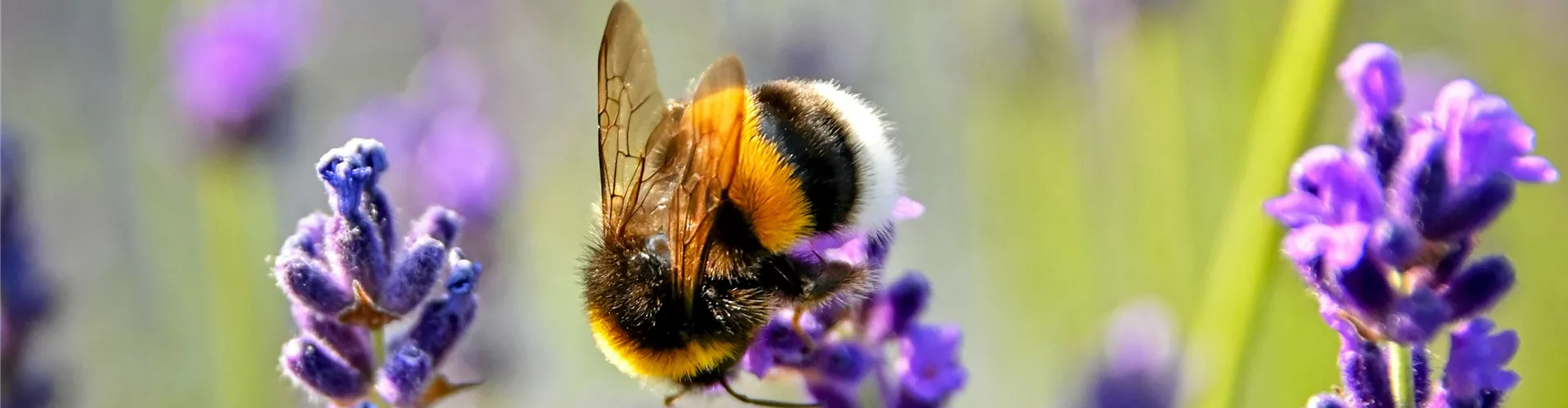 Bienen und Insekten - Bellaflora