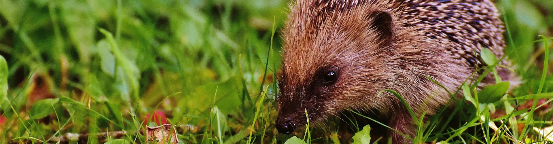 Igel und Eichhörnchen - Bellaflora