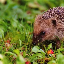 Igel & Eichhörnchen