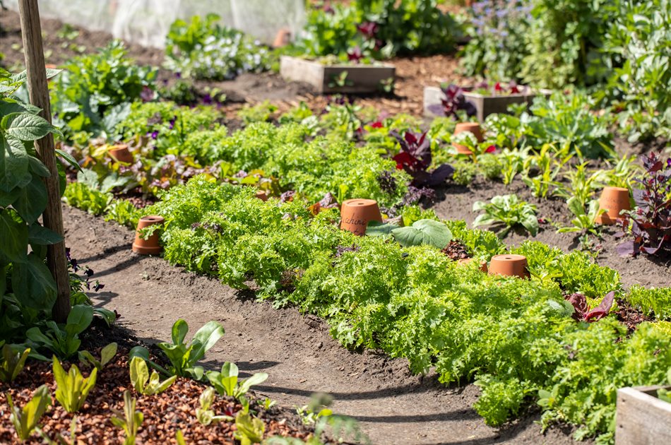 Vielfalt aus deinem eigenen Garten Vielfalt aus deinem eigenen Garten