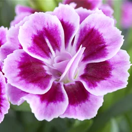 Dianthus Cultivars