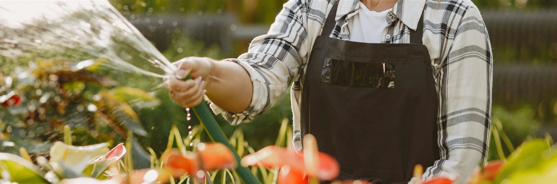 Bewässerung im Sommer Bewässerung im Sommer