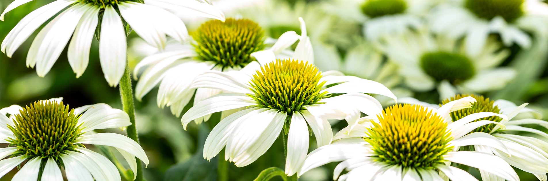 Echinacea für sonnige Gärten Echinacea für sonnige Gärten