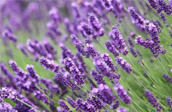 Lavendel