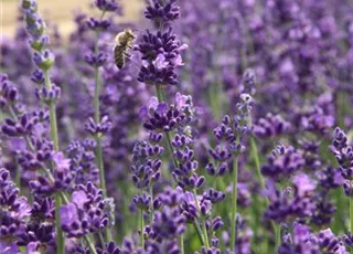 Lavendel_IMG_5833.jpg