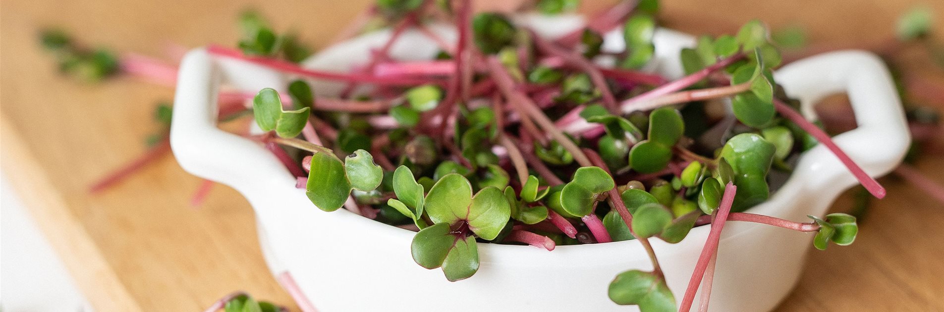 Bio-Microgreens und Keimsprossen Bio-Microgreens und Keimsprossen