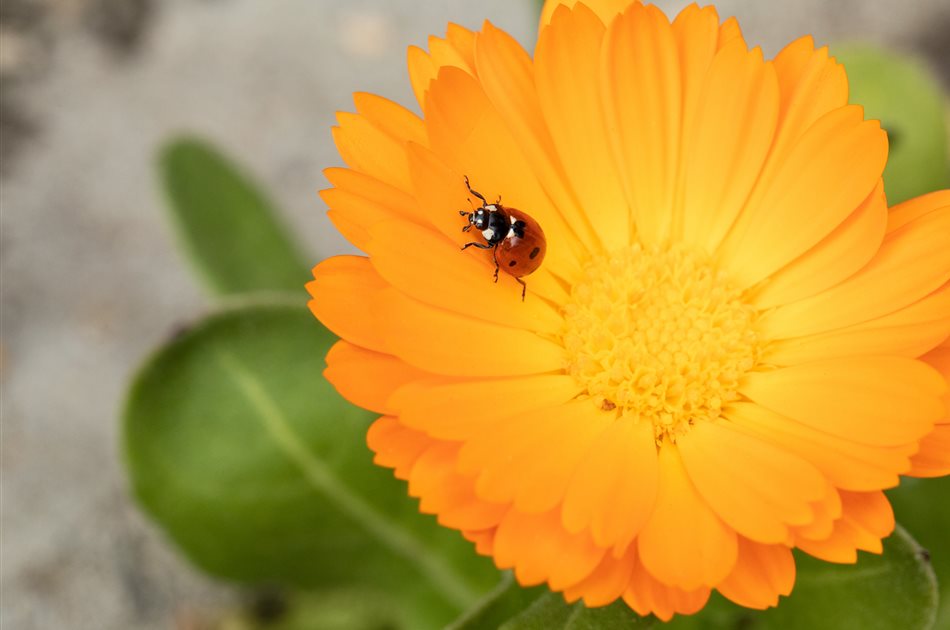 Pflanzen natürlich schützen Pflanzen natürlich schützen