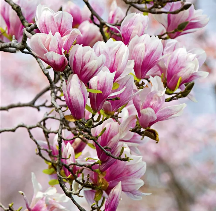 Sternmagnolie 'George Henry Kern'