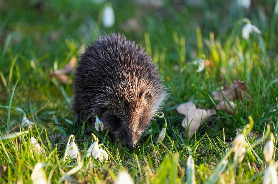 Wildtiere im Sommer unterstützen Wildtiere im Sommer unterstützen
