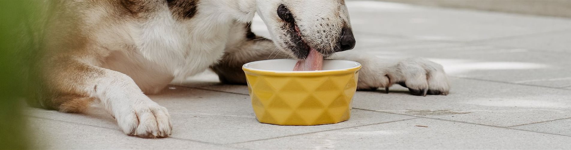 BellaFloraxstudiosoco-115-0-1628-2048-438 BellaFloraxstudiosoco-115-0-1628-2048-438