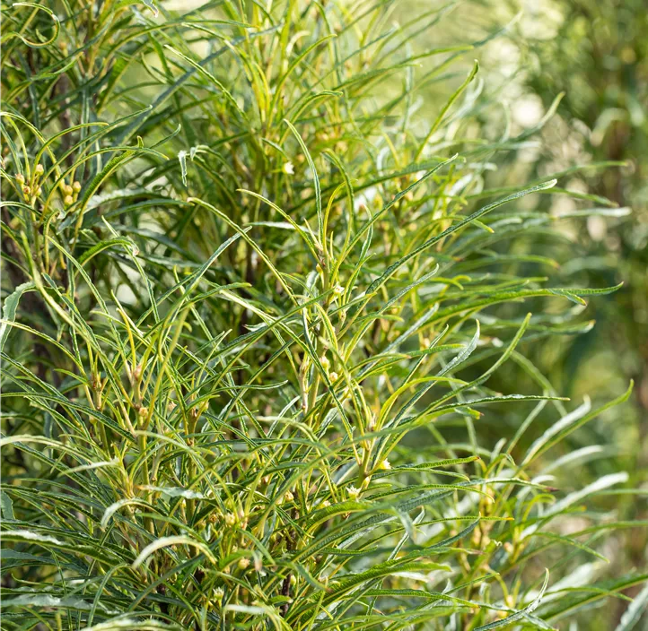 Farnblättriger Faulbaum 'Fine Line'®