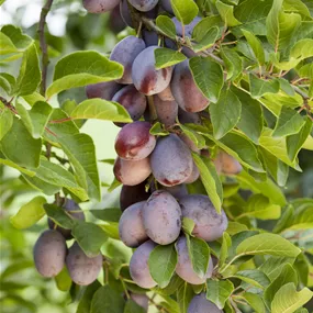 Prunus domestica Hauszwetschke