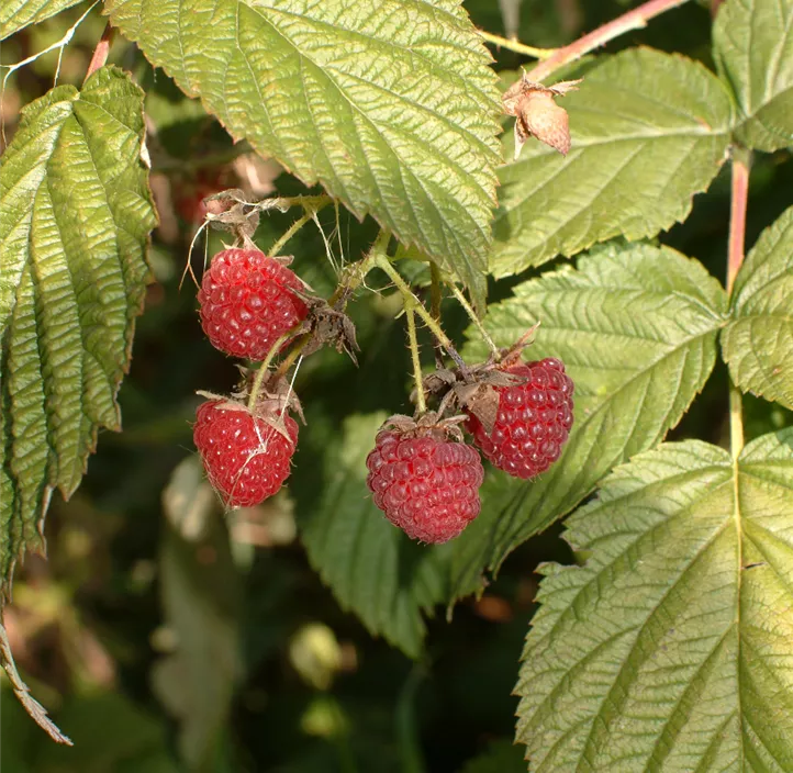 Himbeere 'Autumn Happy'