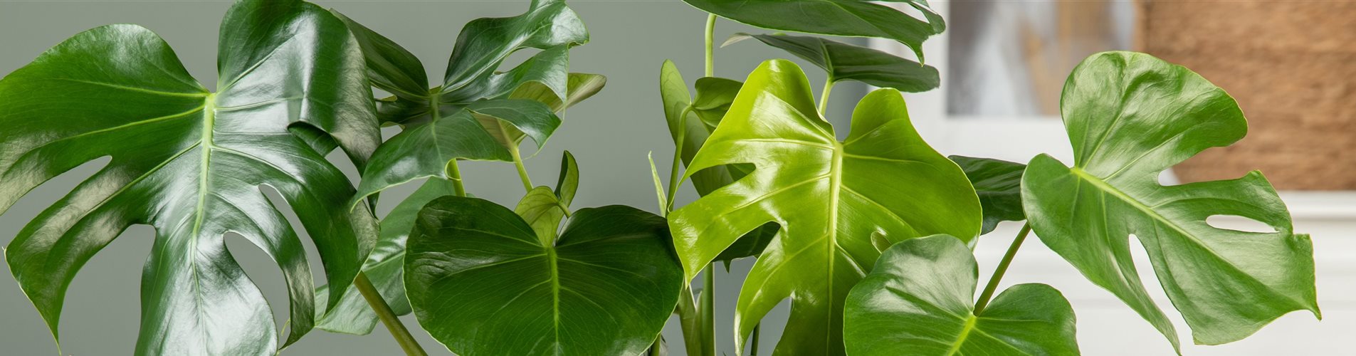 Monstera 'Deliciosa' Monstera 'Deliciosa'