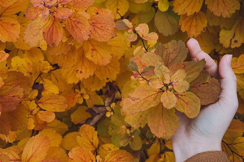 Herbstzeit ist Pflanzzeit! Herbstzeit ist Pflanzzeit!