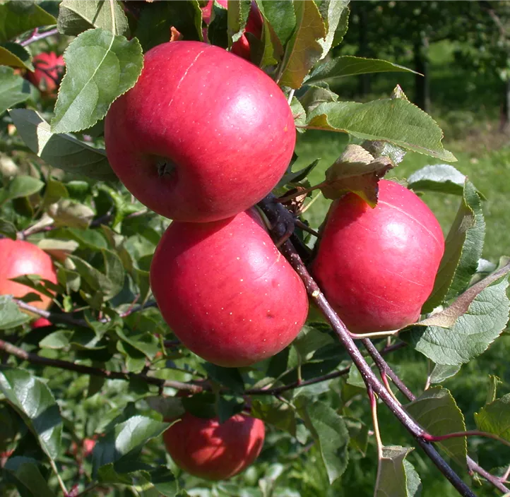 Winterapfel 'Topaz'(s)