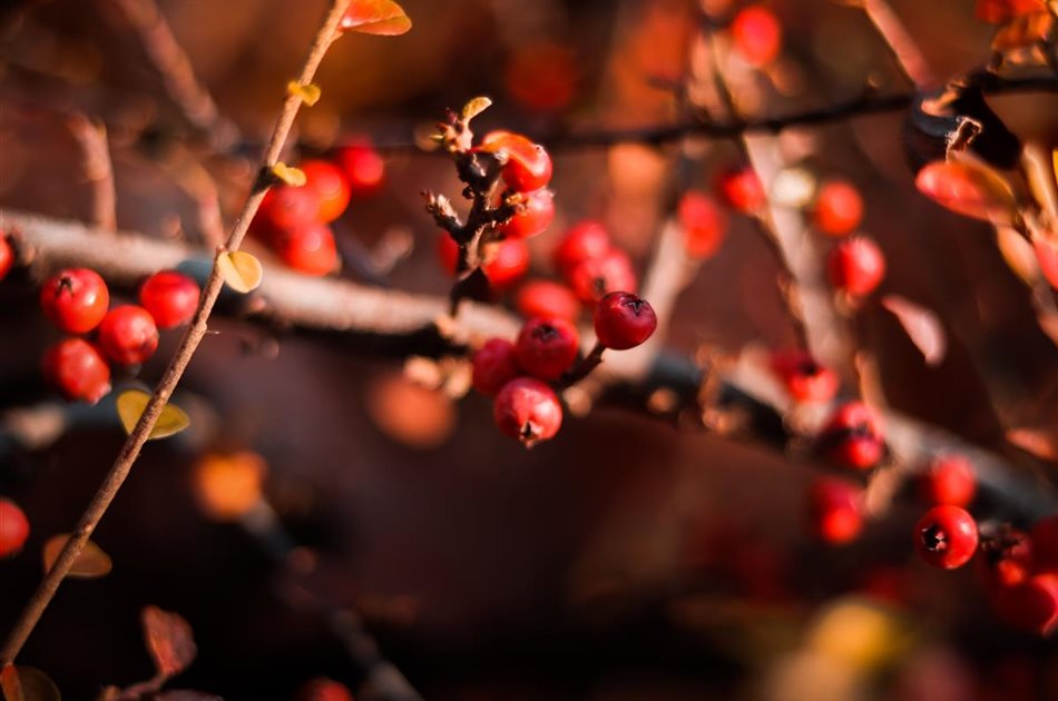 Fruchtschmuck im Herbstgarten Fruchtschmuck im Herbstgarten