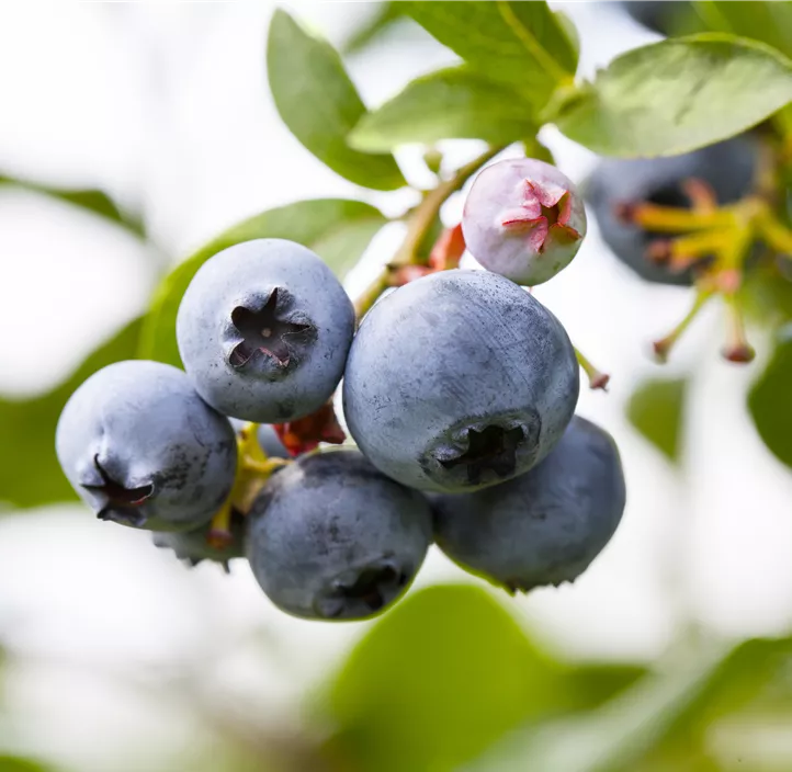 Heidelbeere 'Denise Blue'