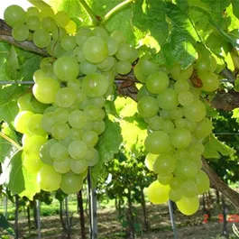 Vitis Pixie Riesling