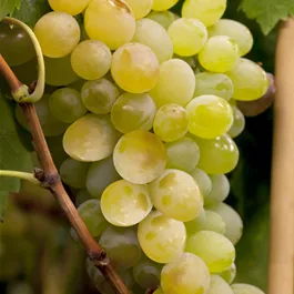 Vitis vinifera weiss kernarm