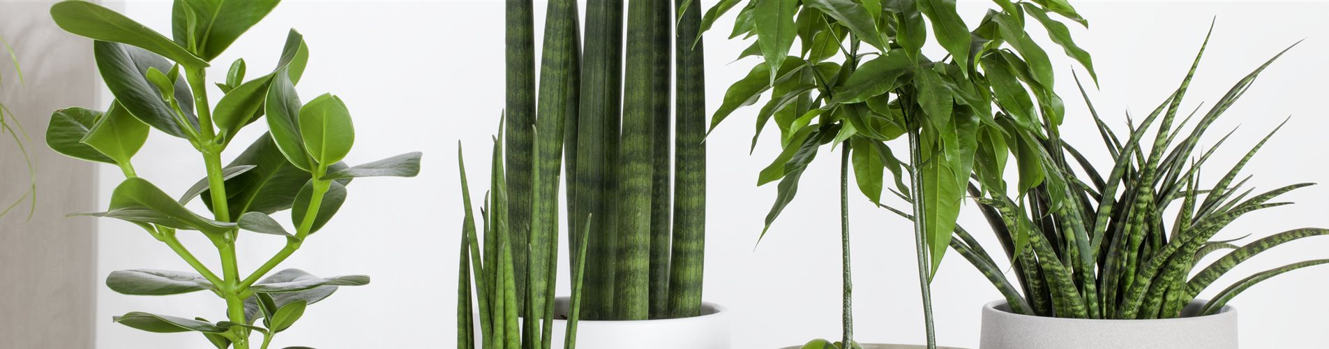 Grünpflanzenmix Grünpflanzenmix