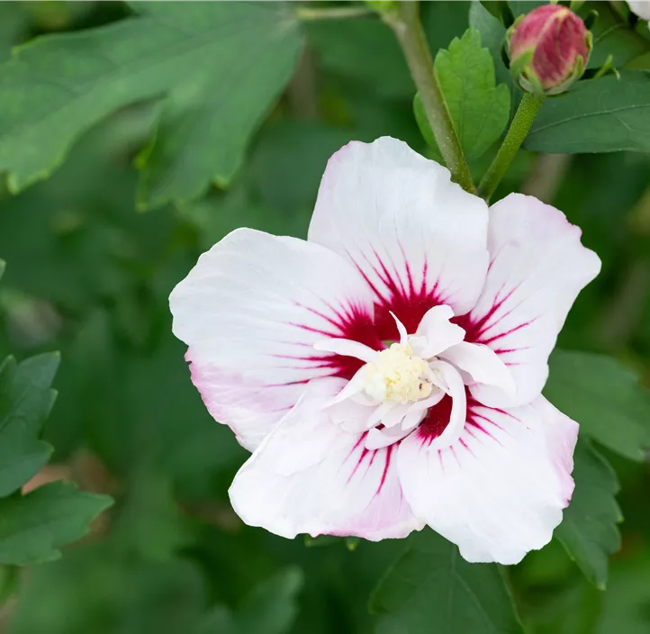 Garteneibisch 'Pinky Spot'®