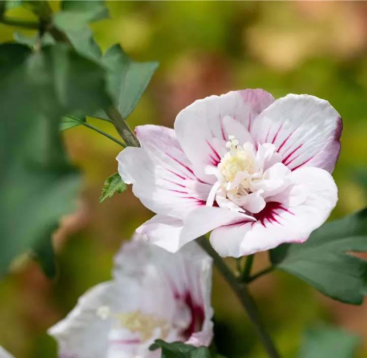 Garteneibisch 'Pinky Spot'®