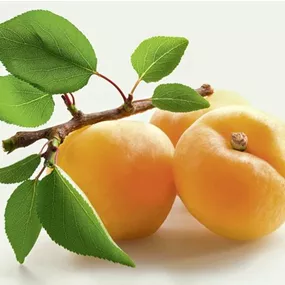 Prunus armeniaca Ananasmarille