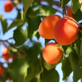 Prunus armeniaca Barth