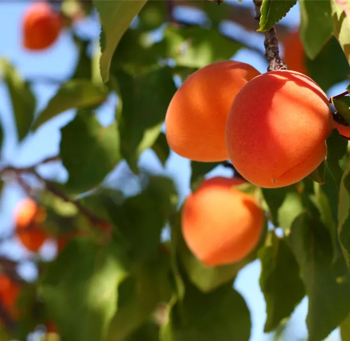 Aprikose 'Orangenaprikose Bhart'