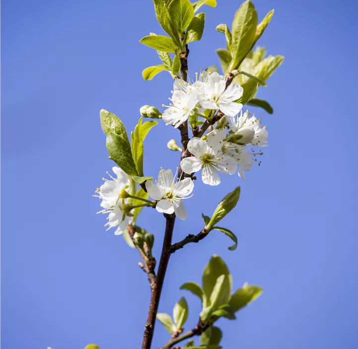 Mirabelle