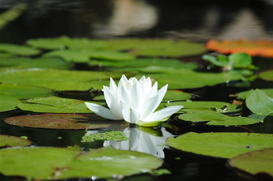 Vorteile von Wasserpflanzen. Vorteile von Wasserpflanzen.