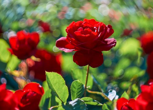 Pflege und Schnitt von Rosen bei bellaflora Steyr